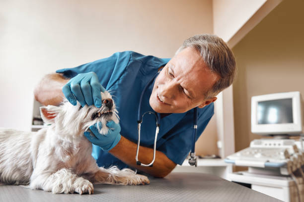Best Emergency Treatment for Dental Infections or Abscesses in St John, KS